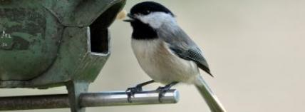 BirdFeeder