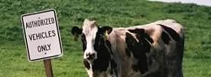 Cow Sign