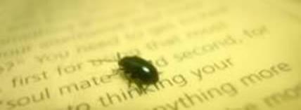 Text Insect