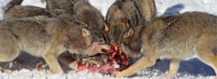 Wolves - AinaM