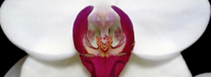 orchid