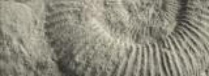 Image for Fossil