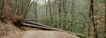 Image for TreeDown