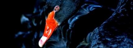 Black Swan