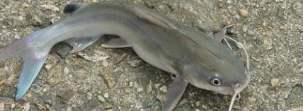 Catfish