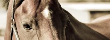 War Horse
