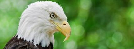 BaldEagle