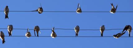 Birds on the line